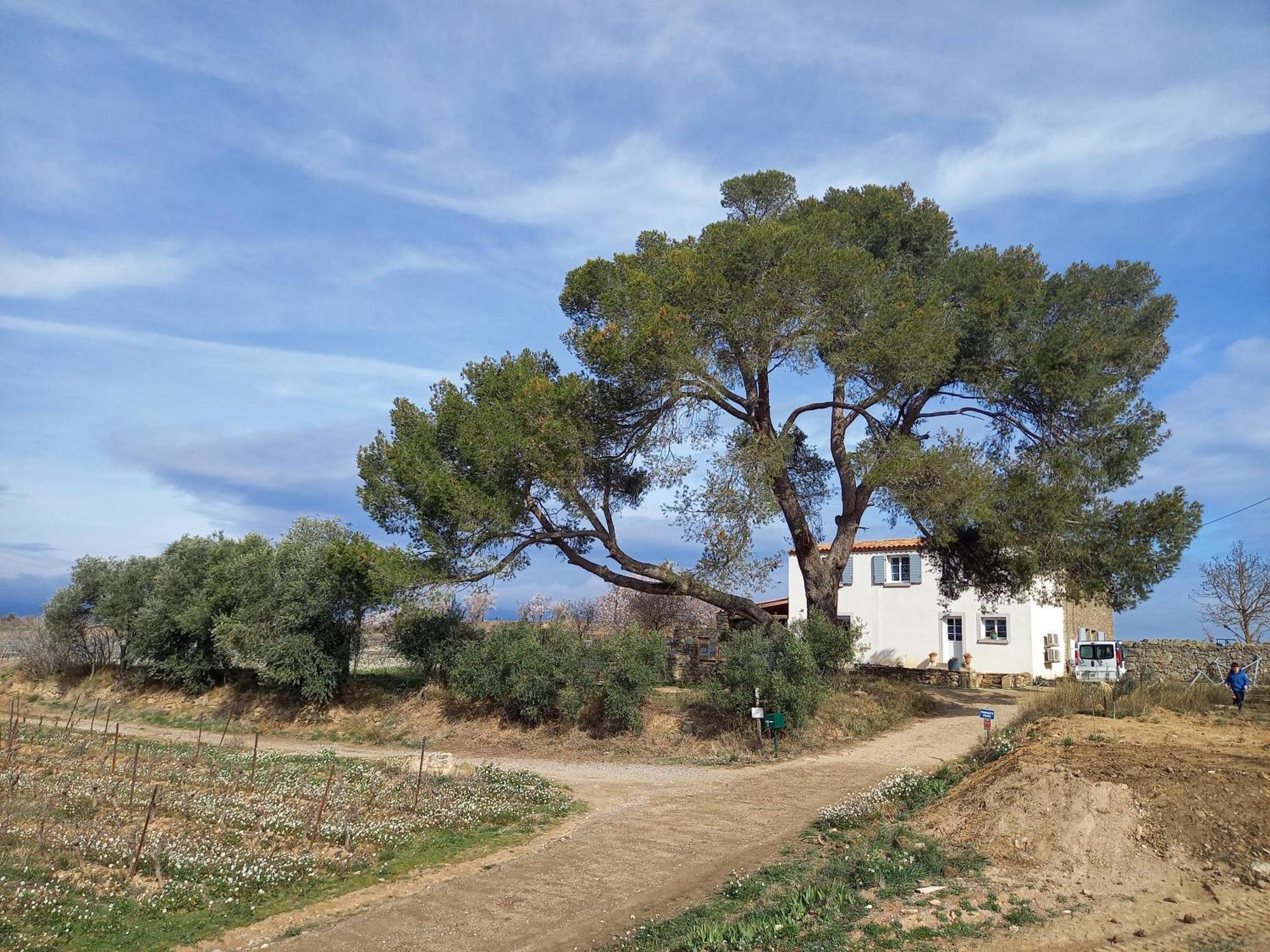 Willa Domaine Saint Augustin Rieux-Minervois Zewnętrze zdjęcie